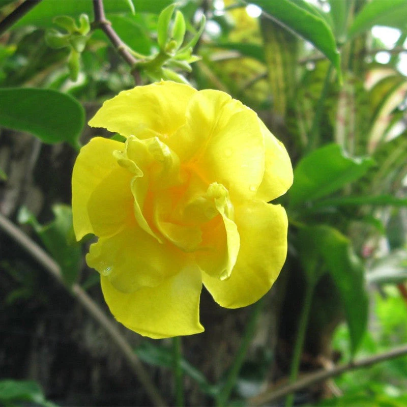 Allamanda Yellow Double - Creepers & Climbers 1 Allamanda Yellow Double - Creepers & Climbers