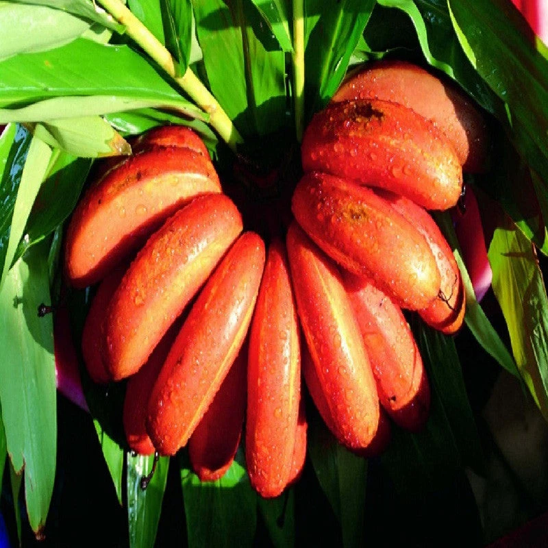 Red Banana/Red Chakrakeli - Fruit Plants & Tree 1 Red Banana/Red Chakrakeli - Fruit Plants & Tree