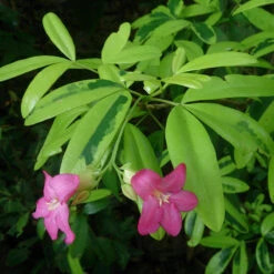 Ravenia Spectabilis, Pink - Flowering Shrubs -EcoHaven Shop 1992016669 Lemonia Ravenia spectabilis