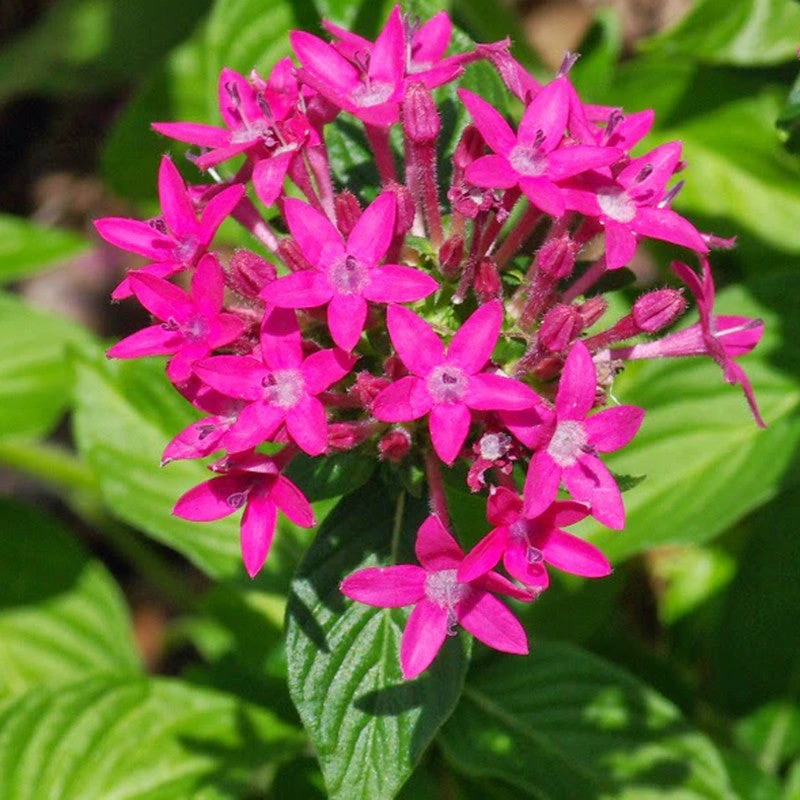 Pentas Dark Pink - Flowering Plants 1 Pentas Dark Pink - Flowering Plants
