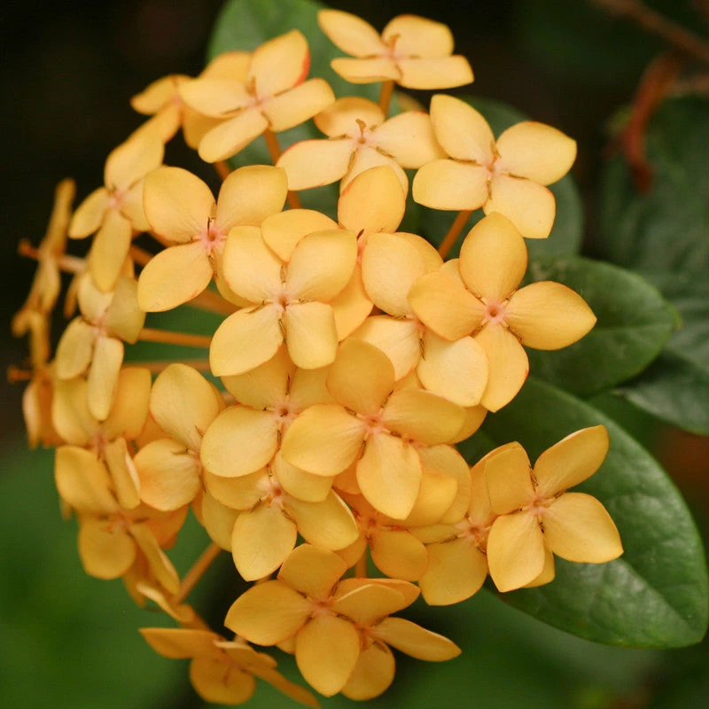 Ixora Semi Dwarf Yellow - Flowering Shrubs 1 Ixora Semi Dwarf Yellow - Flowering Shrubs