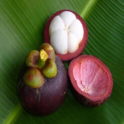 Mangosteen / Garcinia Mangostana - Fruit Plants & Tree