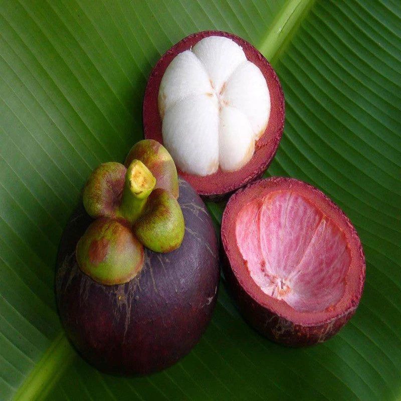 Mangosteen / Garcinia Mangostana - Fruit Plants & Tree 1 Mangosteen / Garcinia Mangostana - Fruit Plants & Tree