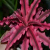 Cryptanthus Red - Indoor Plants