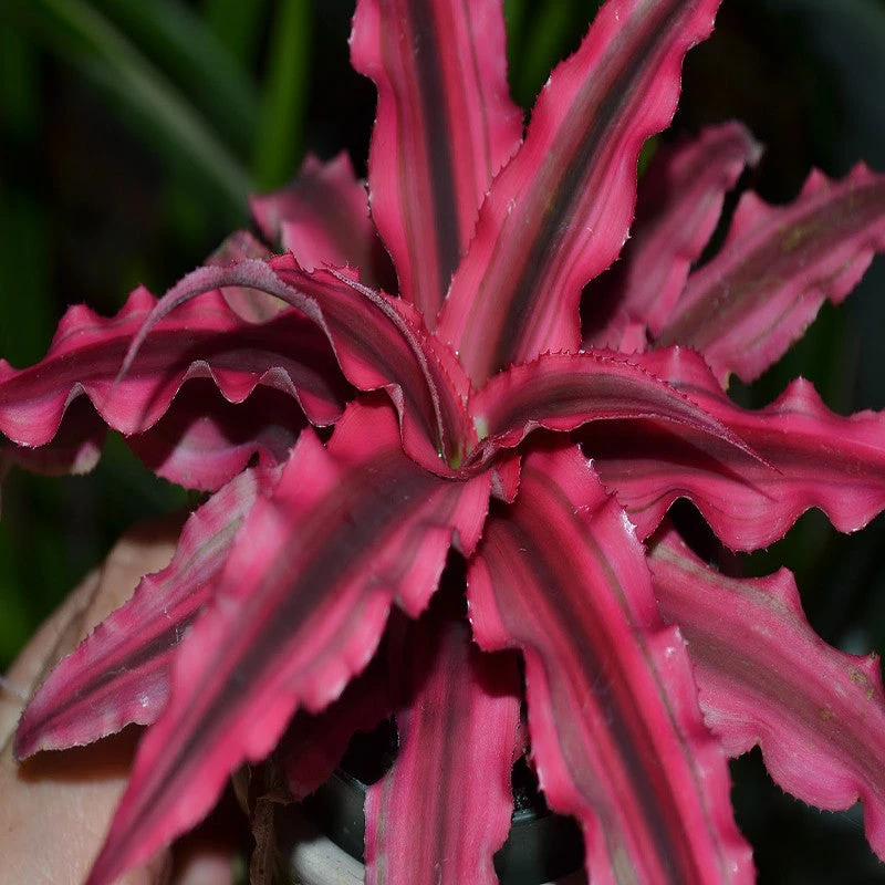 Cryptanthus Red - Indoor Plants 1 Cryptanthus Red - Indoor Plants