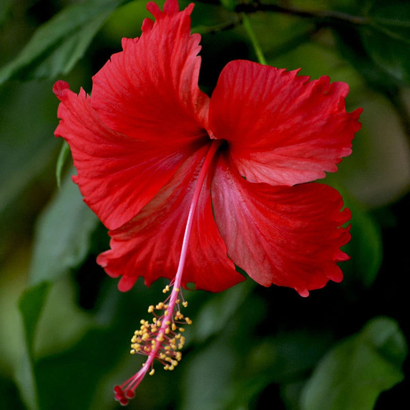 Hibiscus Red Desi - Flowering Plants 1 Hibiscus Red Desi - Flowering Plants