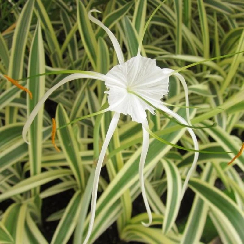 Variegated Spider Lily - Flowering Plants 1 Variegated Spider Lily - Flowering Plants