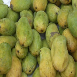 Mango Cherukurasam(Grafted)- Fruit Plants & Tree