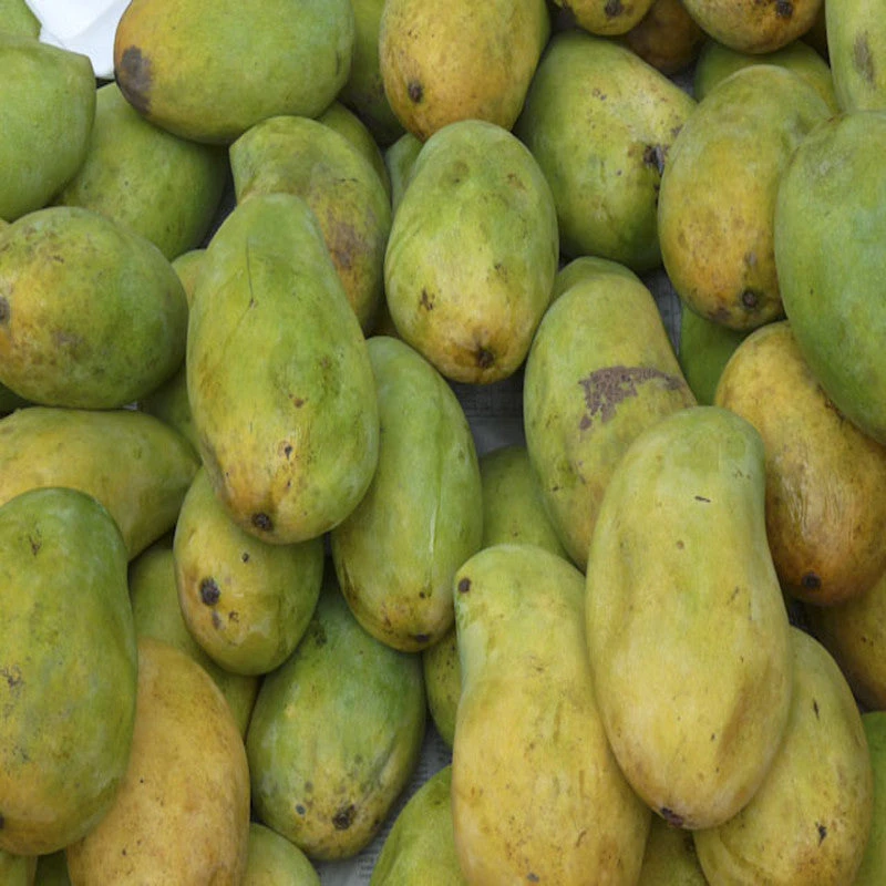 Mango Cherukurasam(Grafted)- Fruit Plants & Tree 1 Mango Cherukurasam(Grafted)- Fruit Plants & Tree