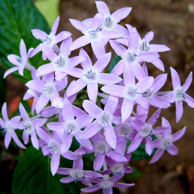Pentas Violet - Flowering Plants 1 Pentas Violet - Flowering Plants