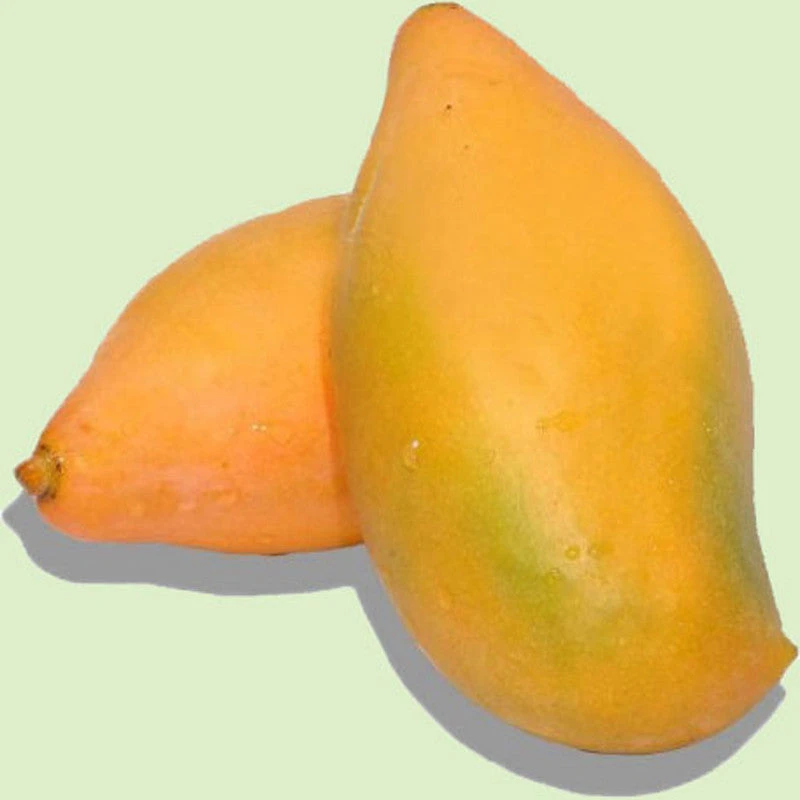 Totapuri Mango(Grafted) - Fruit Plants & Tree 1 Totapuri Mango(Grafted) - Fruit Plants & Tree
