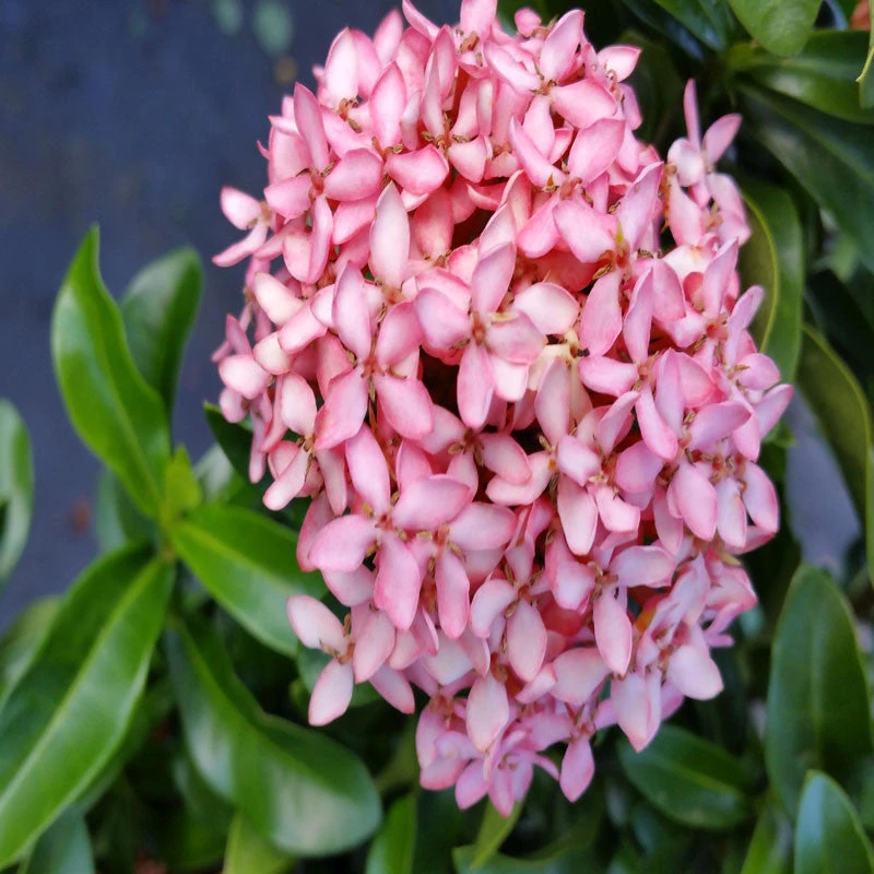 Ixora Mini Dwarf Pink - Flowering Plants 1 Ixora Mini Dwarf Pink - Flowering Plants