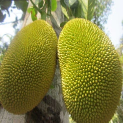 Jack Fruit-Honey Panasa(Grafted) - Fruit Plants & Tree
