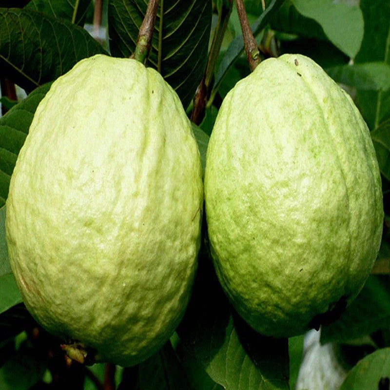 Guava Kg Guava(Grafted) -Big Size Plants 1 Guava Kg Guava(Grafted) -Big Size Plants