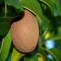 Chikoo-Pala(Grafted)- Fruit Plants & Tree