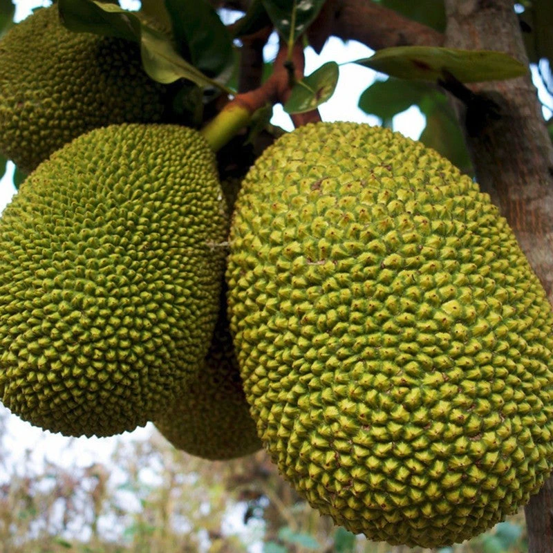 Jack Fruit-Gumless Panasa(Grafted) - Fruit Plants & Tree 1 Jack Fruit-Gumless Panasa(Grafted) - Fruit Plants & Tree