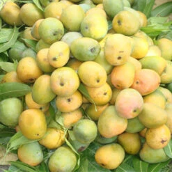 Mango Kothapalli Kobbari(Grafted)- Fruit Plants & Tree