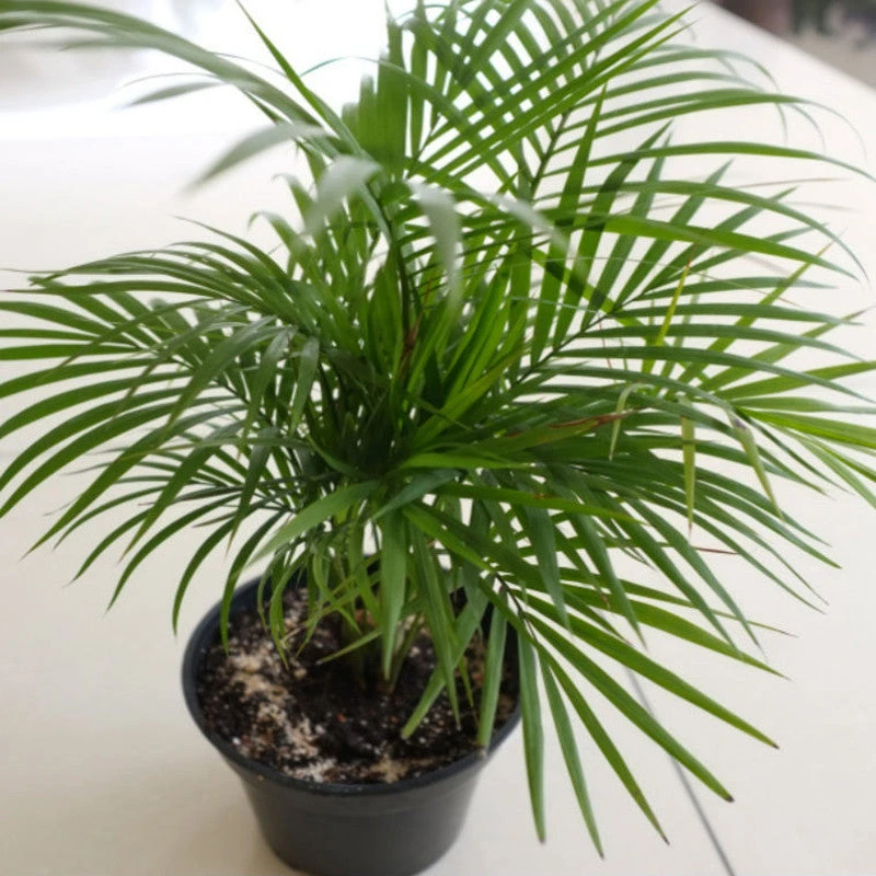 Chamaedorea Seifrizii/Bamboo Palm - Indoor Air-Purifying 1 Chamaedorea Seifrizii/Bamboo Palm - Indoor Air-Purifying