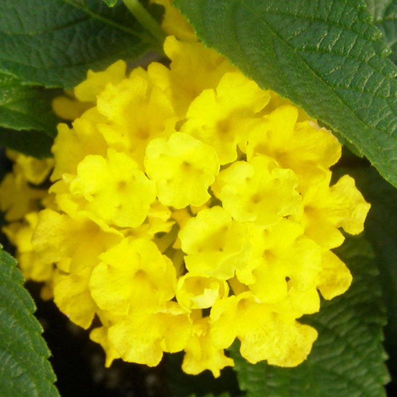 Lantana Yellow - Flowering Shrubs 1 Lantana Yellow - Flowering Shrubs