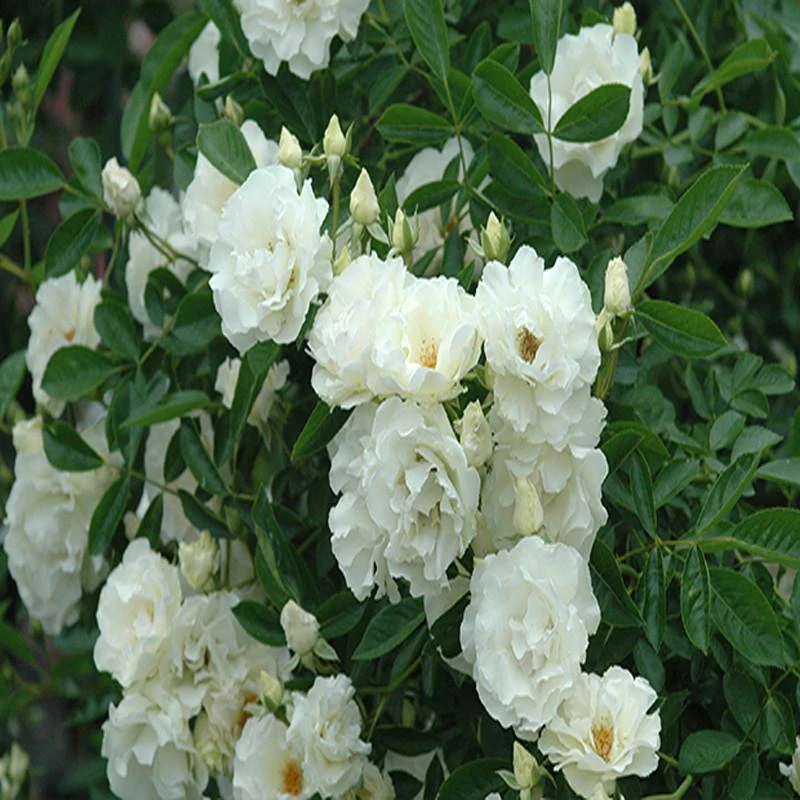 Rose Summer Snow White - Flowering Plants 2 Rose Summer Snow White - Flowering Plants - Image 2