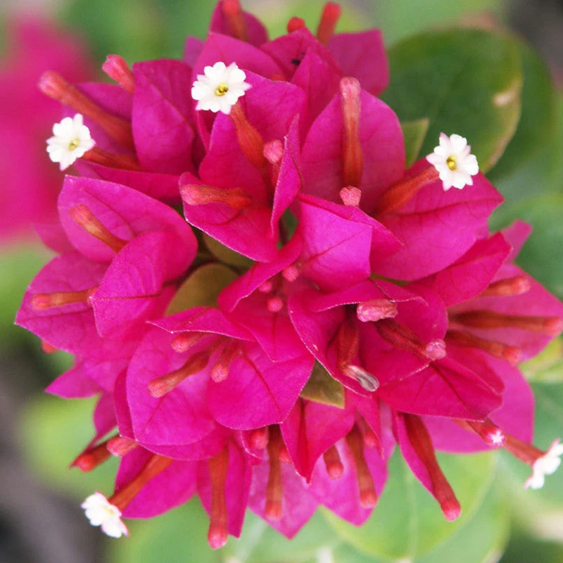 Bougainvillea Dwarf - Flowering Shrubs 1 Bougainvillea Dwarf - Flowering Shrubs