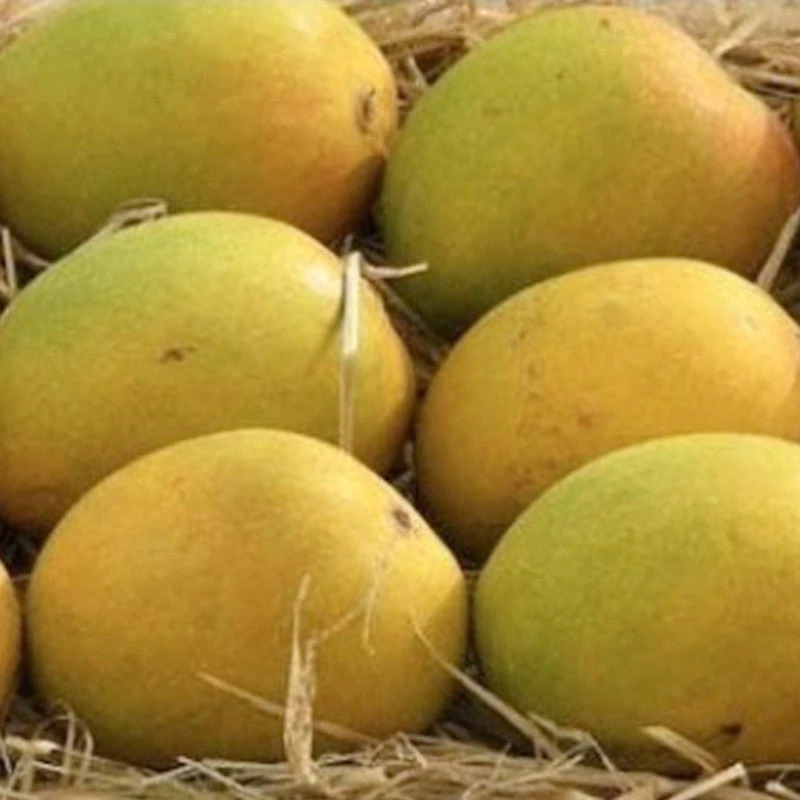 Mango Sugar Candy(Grafted) - Fruit Plants & Tree 1 Mango Sugar Candy(Grafted) - Fruit Plants & Tree