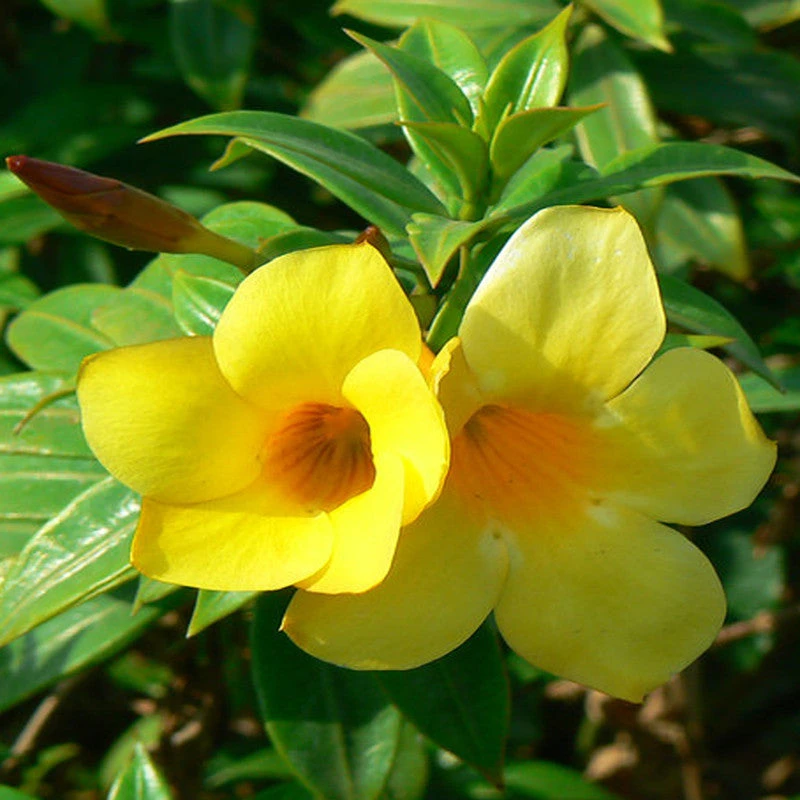 Bush Allamanda - Flowering Shrubs 1 Bush Allamanda - Flowering Shrubs