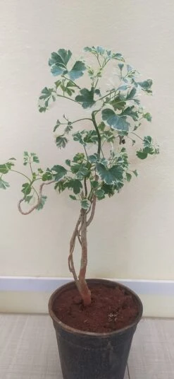 Aralia Snow Top - Indoor Plants -EcoHaven Shop 1stimage