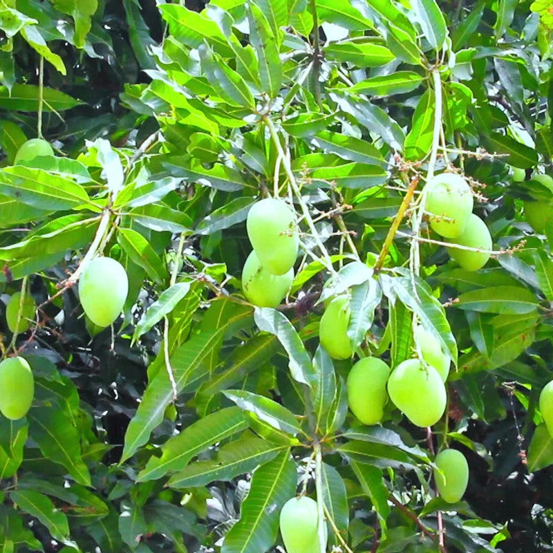 Mango Cherukurasam(Grafted)- Fruit Plants & Tree 2 Mango Cherukurasam(Grafted)- Fruit Plants & Tree - Image 2
