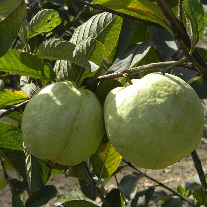 Guava Kg Guava(Grafted) -Big Size Plants 2 Guava Kg Guava(Grafted) -Big Size Plants - Image 2