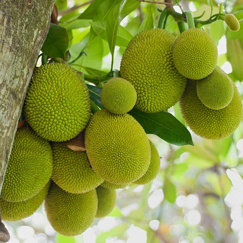 Jack Fruit-Gumless Panasa(Grafted) - Fruit Plants & Tree 2 Jack Fruit-Gumless Panasa(Grafted) - Fruit Plants & Tree - Image 2