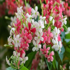 Front Page 38 Rangoon Creeper - Creepers & Climbers