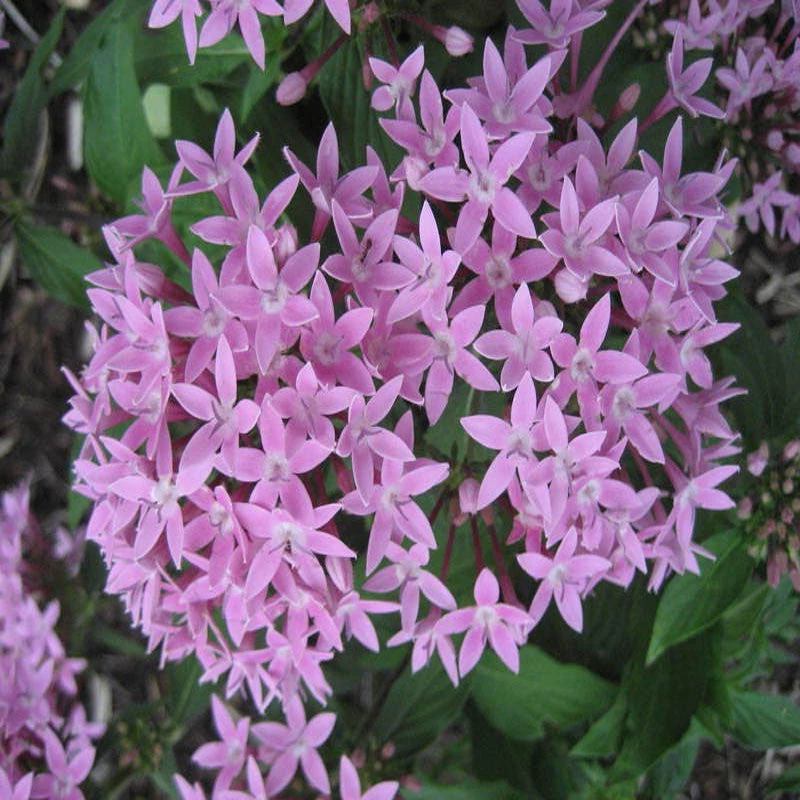Pentas Violet - Flowering Plants 2 Pentas Violet - Flowering Plants - Image 2