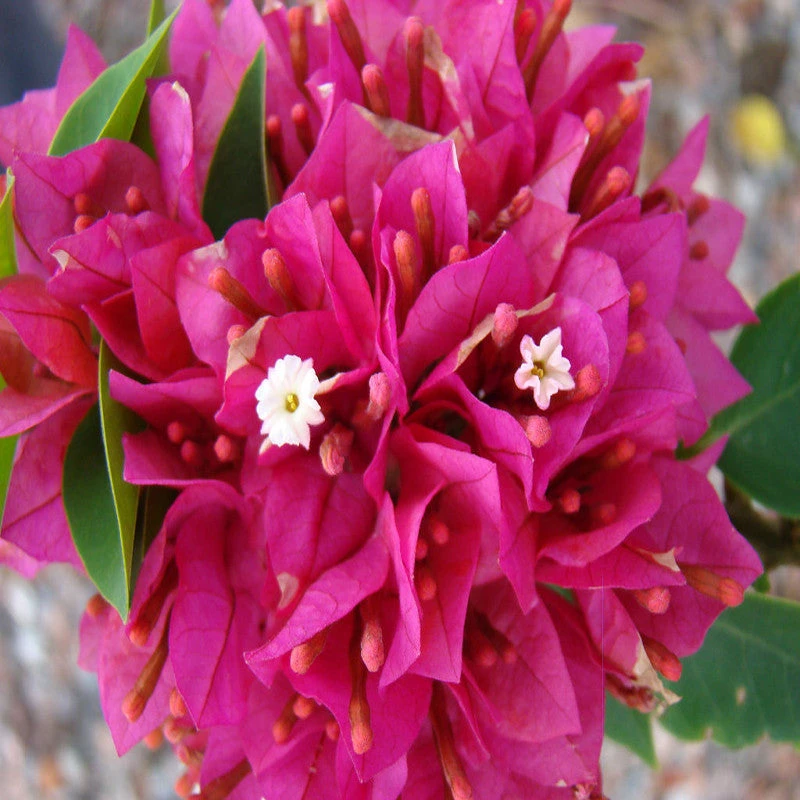Bougainvillea Dwarf - Flowering Shrubs 2 Bougainvillea Dwarf - Flowering Shrubs - Image 2