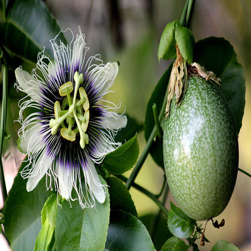 Passion Fruit - Fruit Plants & Vine Plants 2 Passion Fruit - Fruit Plants & Vine Plants - Image 2