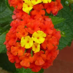 Lantana Red- Flowering Shrubs -EcoHaven Shop 2 502ad7b1 aab9 40df 9b5e 70ed38f56cd2