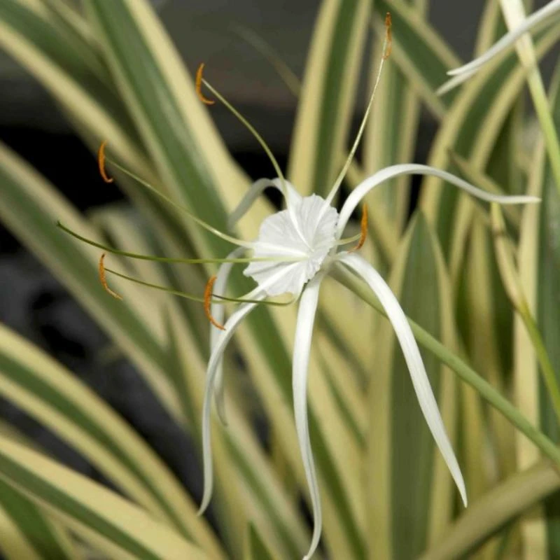 Variegated Spider Lily - Flowering Plants 2 Variegated Spider Lily - Flowering Plants - Image 2