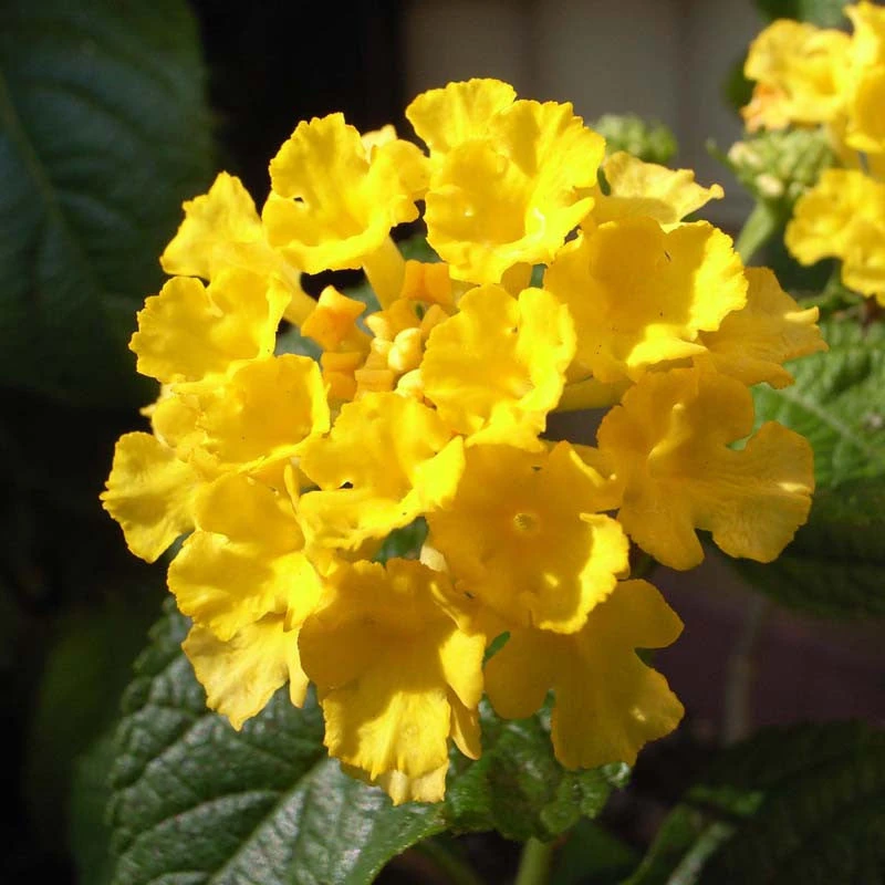 Lantana Yellow - Flowering Shrubs 2 Lantana Yellow - Flowering Shrubs - Image 2