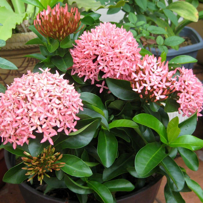 Ixora Mini Dwarf Pink - Flowering Plants 2 Ixora Mini Dwarf Pink - Flowering Plants - Image 2