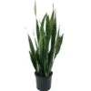 Sansevieria/Snake Plant-Green - Indoor/Outdoor Plants
