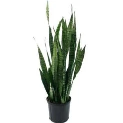 Sansevieria/Snake Plant-Green - Indoor/Outdoor Plants