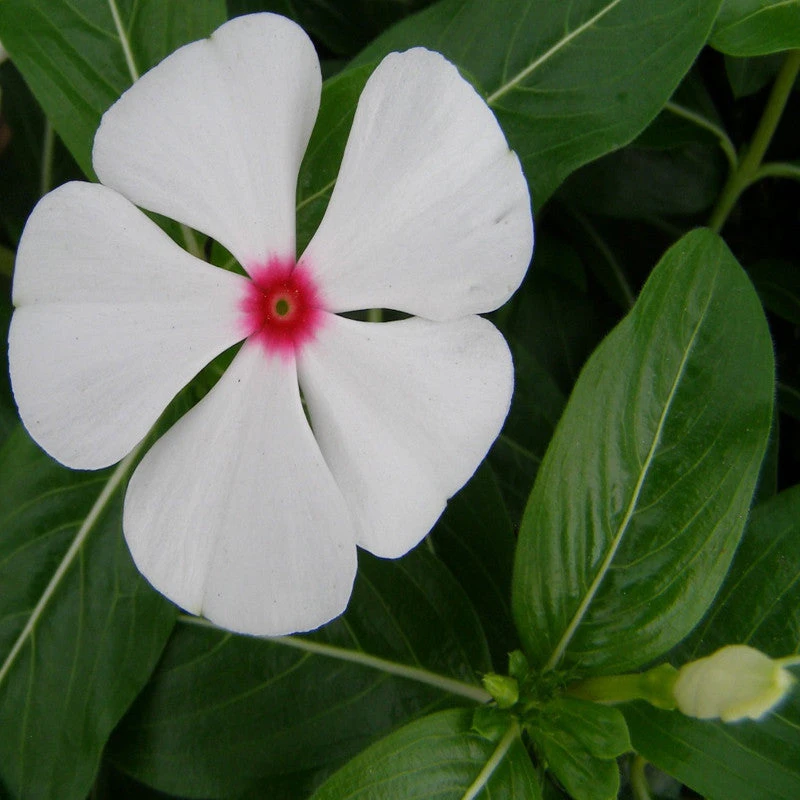 Periwinkle White- SEASONALS 2 Periwinkle White- SEASONALS - Image 2