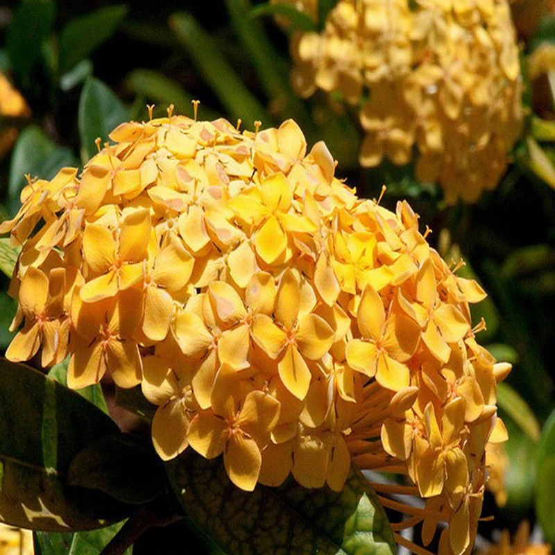 Ixora Semi Dwarf Yellow - Flowering Shrubs 2 Ixora Semi Dwarf Yellow - Flowering Shrubs - Image 2