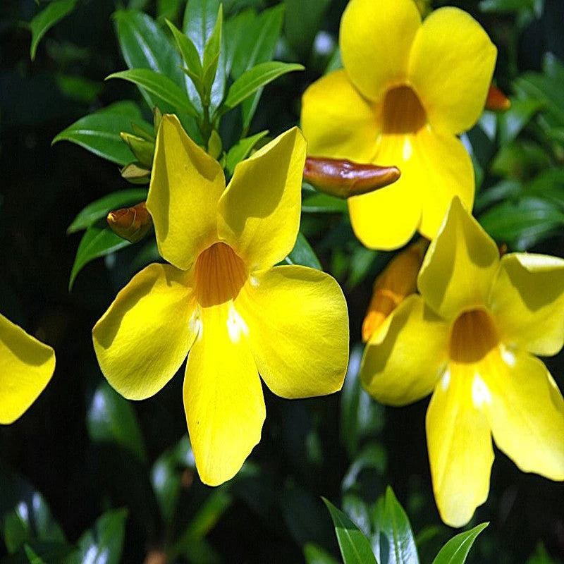 Bush Allamanda - Flowering Shrubs 2 Bush Allamanda - Flowering Shrubs - Image 2