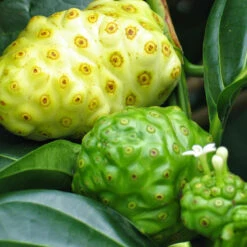 Noni/cheese Fruit - Fruit Plants & Tree 5 Noni/cheese Fruit - Fruit Plants & Tree -EcoHaven Shop 2 b9f2ae44 491e 4023 b63d 134ca230e0b5