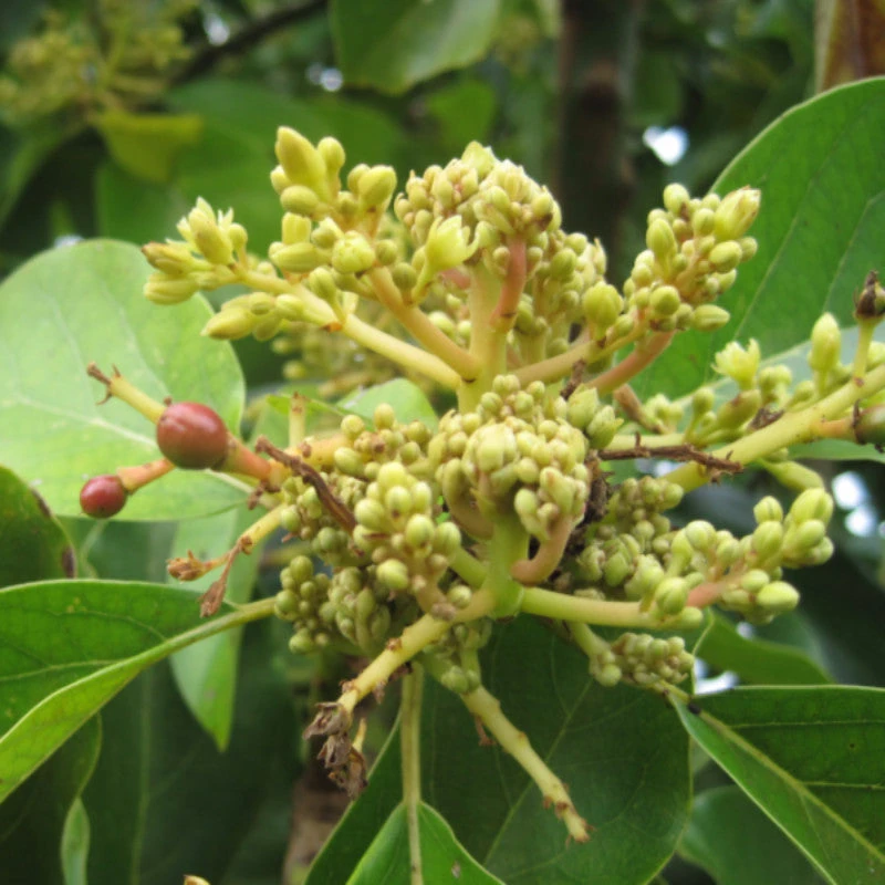 Mango Royal Special (Grafted)- Fruit Plants & Tree 2 Mango Royal Special (Grafted)- Fruit Plants & Tree - Image 2