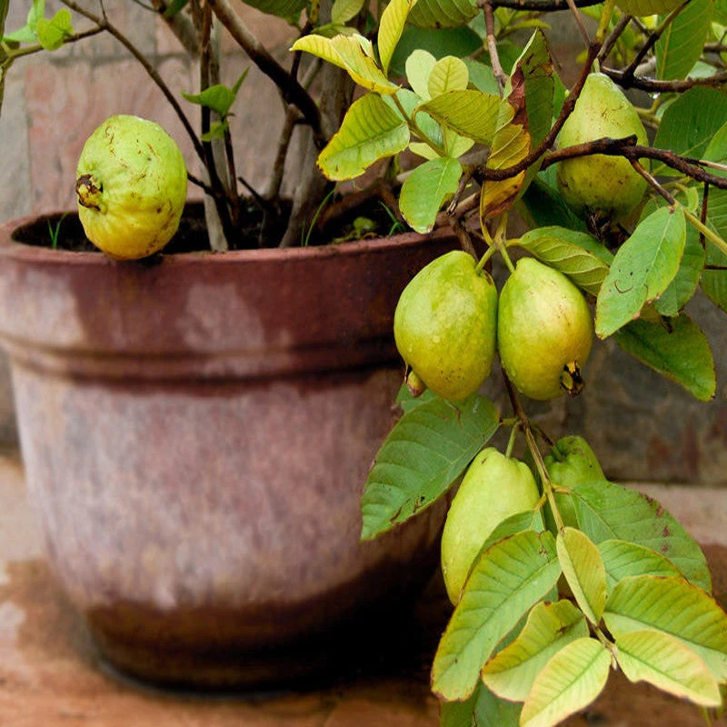 Guava Kg Guava(Grafted) -Big Size Plants 3 Guava Kg Guava(Grafted) -Big Size Plants - Image 3