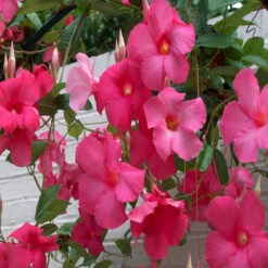 Mandevilla Pink Single - Creepers & Climbers -EcoHaven Shop 3 2472cc33 33f7 470f 8b45 9f844f2158e3