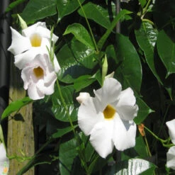 Mandevilla White Single - Creepers & Climbers -EcoHaven Shop 3 34589c8e 4006 4508 8ed0 56f7aa104ad9