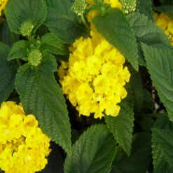 Lantana Yellow - Flowering Shrubs 5 Lantana Yellow - Flowering Shrubs -EcoHaven Shop 3 35e27037 9e09 4ceb b58e e5b50378eadd